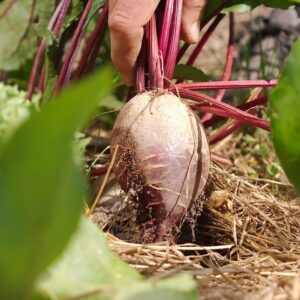 Gemüsegarten kompakt