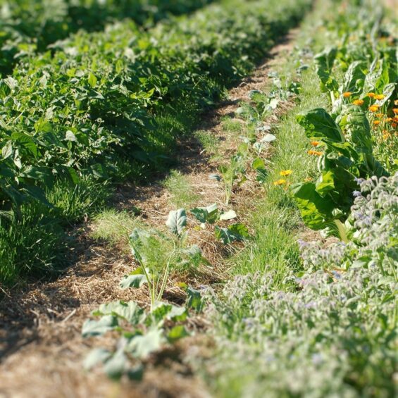 Basiskurs Gemüsegarten Basiskurs Gemüsegarten